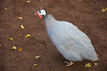 Beautiful Guinea Fowl Bird or Helmeted Guinea fowl