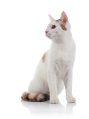The white domestic cat with a multi-colored striped tail