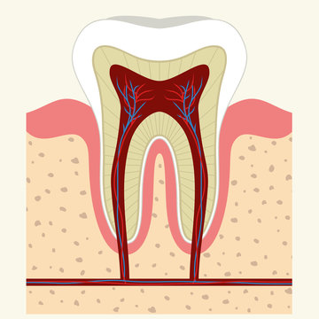 Human tooth and gum anatomy 
