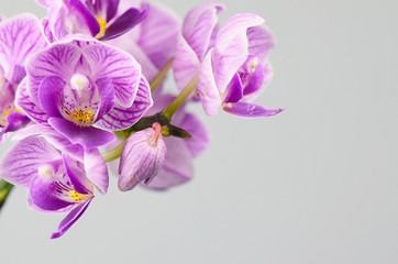 Pink streaked orchid flower, isolated on grey background
