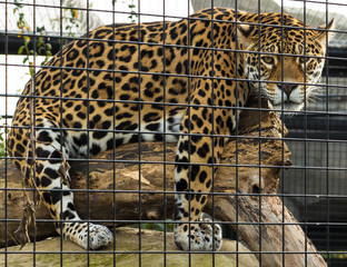 The jaguar of zoological park in Paris, France.