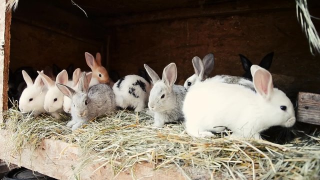 A group of small young rabbits in shed. Easter symbol, Slovak tradition