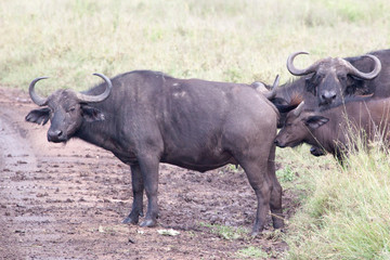 Herd of African buffalo (Cape buffalo) crossing road on plain of Serengeti National Park, Tanzania,