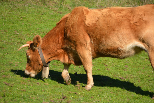 vaca pastando en un prado verde