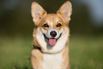 Welsh corgi dog