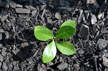 Small plant in soil