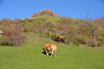 Vacas pàstando