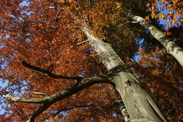 Herbstlicher Buchenwald