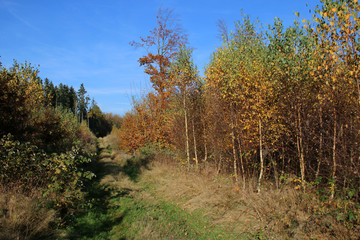 Fototapeta premium Herbstlicher Buchenwald