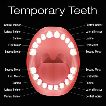 Temporary teeth with names. Vector illustration over black background.