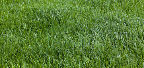 Grass. Green meadow. grass texture