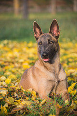 Belgian Malinois dog in yellow autumn leaves
