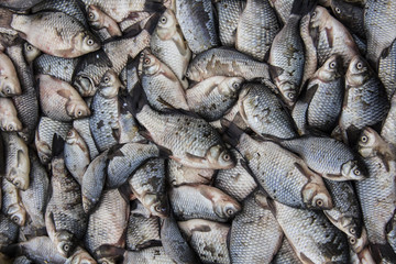 Obraz premium fresh limnetic yield of crucian carp on the market stall