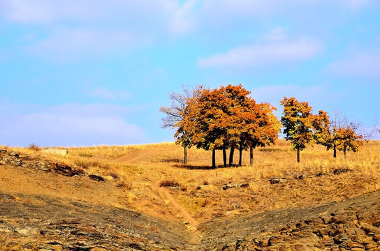 Осенние клены на фоне голубого неба.
