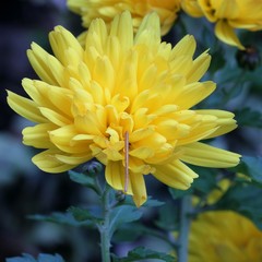 Fototapeta premium Chrysanthemum