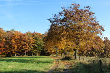 Fototapeta premium Herbstliche Landschaft mit Baum