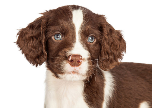 2,707 BEST English Springer Spaniel Puppy IMAGES, STOCK PHOTOS & VECTORS |  Adobe Stock