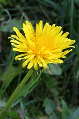 Dandelion 