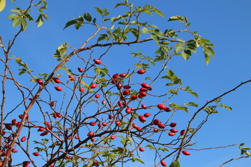 Hagebutten vor blauem Himmel