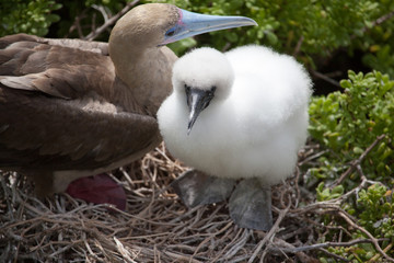 Red-Footed booby (Sula sula) with chick, Galapagos Islands, Ecuador
