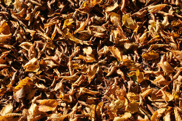 Herbstlaub Waldboden