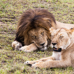 Male and female lion pair sleeping on green grass, Masai Mara Reserve, Kenya, Africa