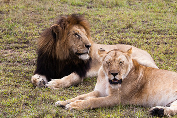 Male and female lion pair sleeping on green grass, Masai Mara Reserve, Kenya, Africa