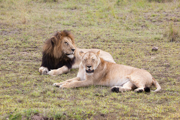 Fototapeta na wymiar Male and female lion pair laying on green grass, Masai Mara Reserve, Kenya, Africa