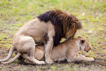Lions mating in Masai Mara Reserve, Kenya, East Africa