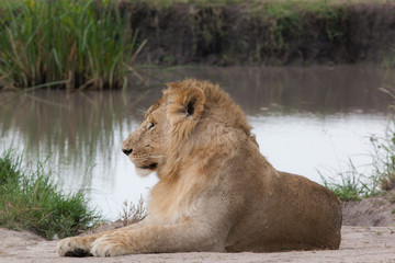 A Lion lying beside water pond, Masai Mara Reserve，Kenya, Africa