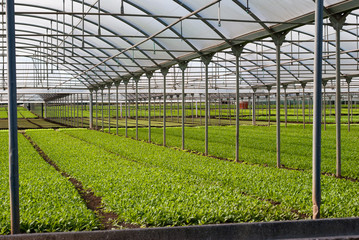 Field of greenhouse