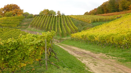 Weinberge im herbstlichen Rheingau