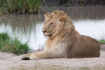 A Lion lying beside water pond, Masai Mara Reserve，Kenya, Africa