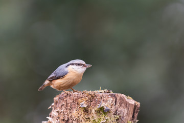 Eurasian nuthatch