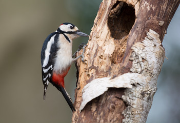 Great spotted woodpecker