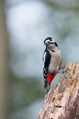 Obraz premium Great spotted woodpecker