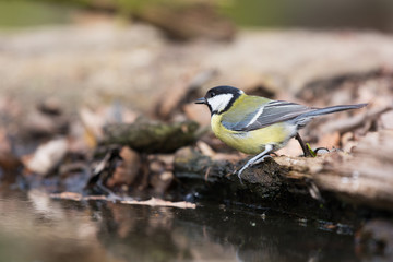 Great tit