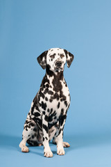 Dalmatian dog on blue background