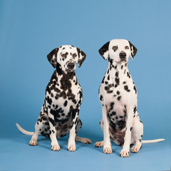 Dalmatian dogs on blue background