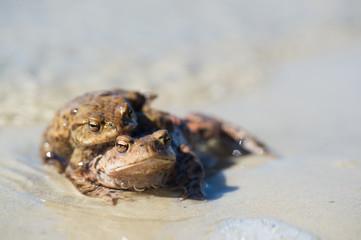 Common toads mating