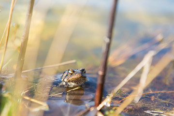 Common toad