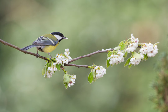 Great tit