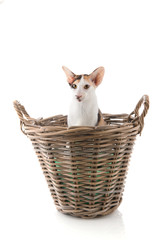 tortoiseshell siamese cat