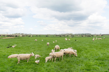 Obraz na płótnie Canvas Grazing sheep and cows in meadow