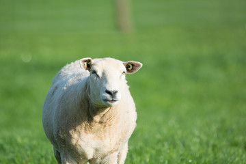 Fototapeta premium Sheep in meadows