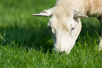 Grazing sheep © Ivonne Wierink