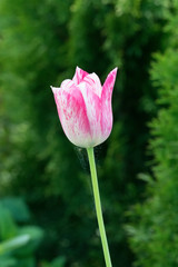 Red white tulip