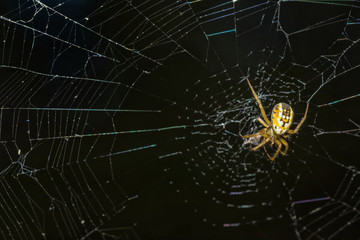 Yellow spider webs in the middle