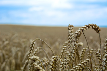 Fields of corn © NERYX