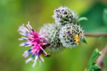 Yellow fly sitting on a flower thistle